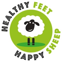 Healthy Feet Happy Sheep - Image